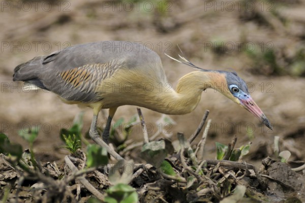 Whistling Heron (Syrigma sibilatrix), Pantanal, Brazil