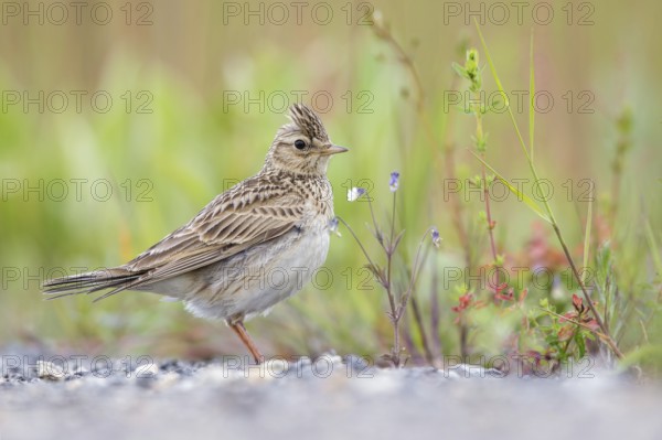 Eurasian Skylark (Alauda arvensis) male perched on the ground, Poland
