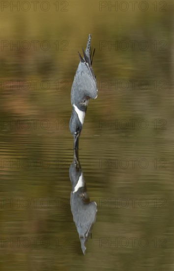 Belted Kingfisher (Megaceryle alcyon) female hunting, Texas, USA