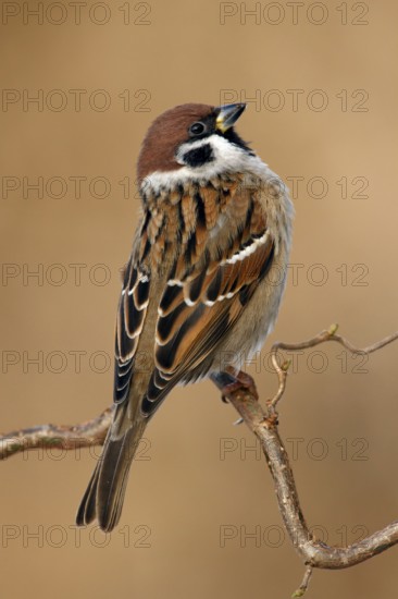 Eurasian Tree Sparrow (Passer montanus), Utrecht, Netherlands
