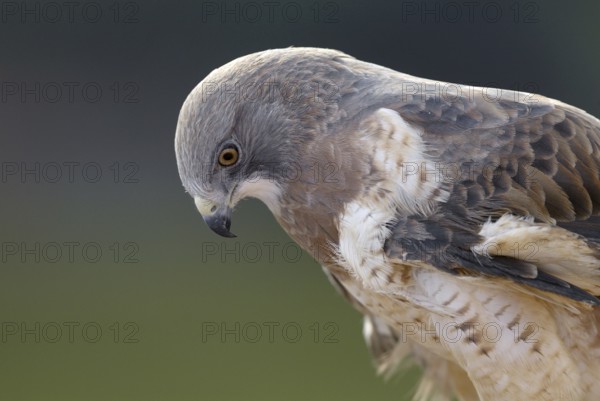 Swainson's Hawk (Buteo swainsoni), Arizona, USA