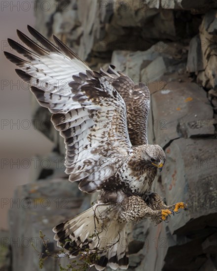 Rough-legged Buzzard (Buteo lagopus) flying, Finnmark, Norway