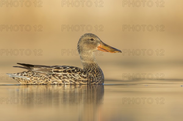 Northern Shoveler (Anas clypeata) swimming in a pond in Manitoba, Canada