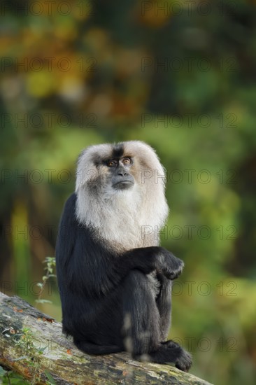 Bearded monkey or Wanderu (Macaca silenus), captive, occurring in India