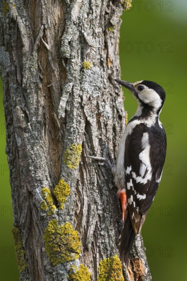 Syrian Woodpecker (Dendrocopos syriacus) female, Burgenland, Austria
