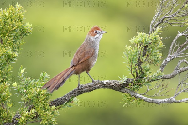 Rufous Bristlebird (Dasyornis broadbenti) male, Victoria, Australia