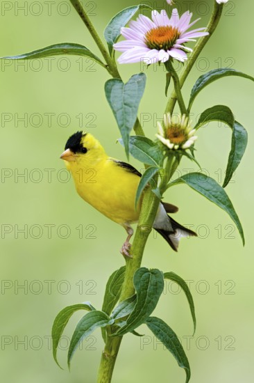 American Goldfinch (Spinus tristis) male, Kentucky, USA