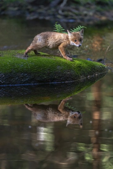 One young red fox, Vulpes vulpes, walking over a mossy rock in a shallow forest creek in late light. Searching for food