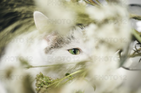 A green-eyed cat gazes through delicate white flowers and lush foliage, creating a serene and mysterious atmosphere. The soft focus enhances the dreamy mood of the scene