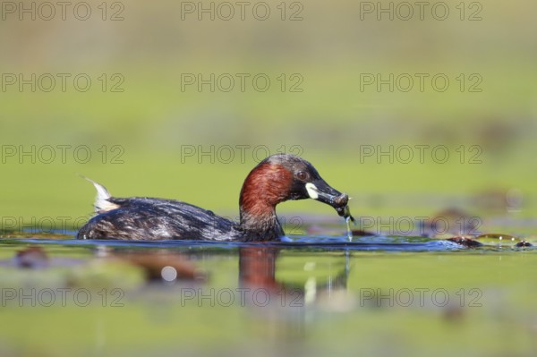 Little Grebe (Tachybaptus ruficollis) with fish prey in beak, North Rhine-Westphalia, Germany