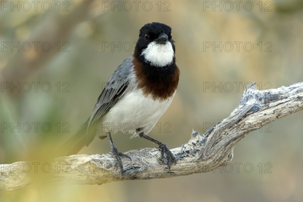 White-breasted Whistler (Pachycephala lanioides) male, Western Australia, Australia