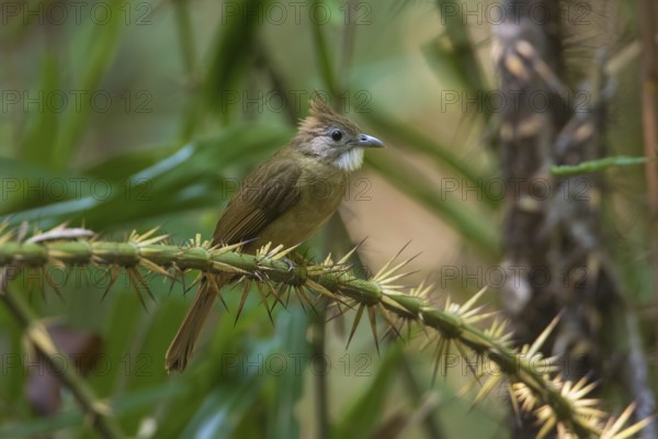 Ochraceous Bulbul (Alophoixus ochraceus) perched on a thorny branch, Cat Tien National Park, Vietnam