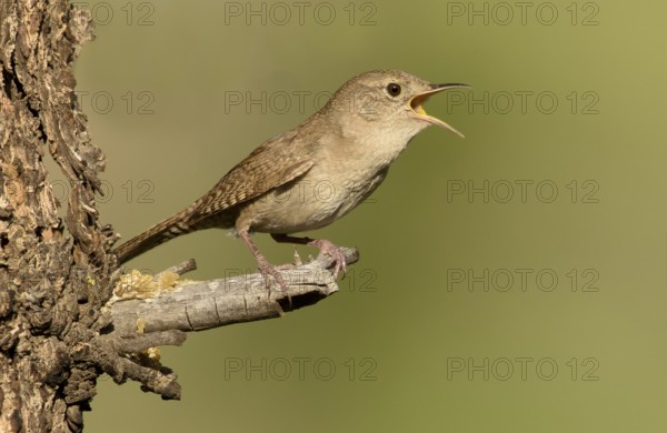 House Wren (Troglodytes aedon) singing, British Columbia, Canada