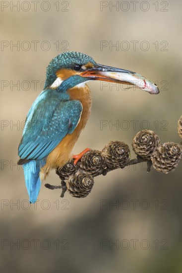 Common Kingfisher (Alcedo atthis) female perched on a branch with a fish in its beak, Lower Saxony, Germany