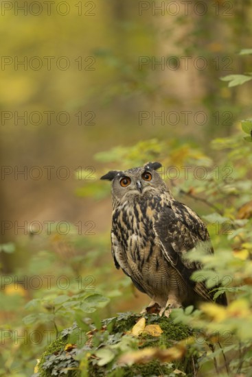 Eurasian Eagle-Owl (Bubo bubo) captive, Baden-Wuerttemberg, Germany