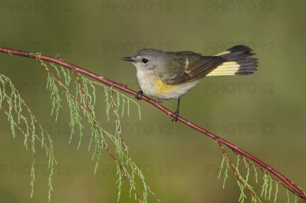 American Redstart (Setophaga ruticilla) female perched on a branch, Texas, USA