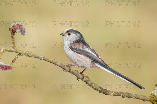 Long-tailed Tit (Aegithalos caudatus) sitting on a branch of a black poplar (Populus nigra), Wildlife, Animals, Birds, Tits, Siegerland, North Rhine-Westphalia, Germany