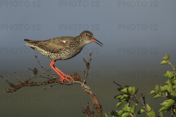 Common Redshank (Tringa totanus), Dalarna, Sweden