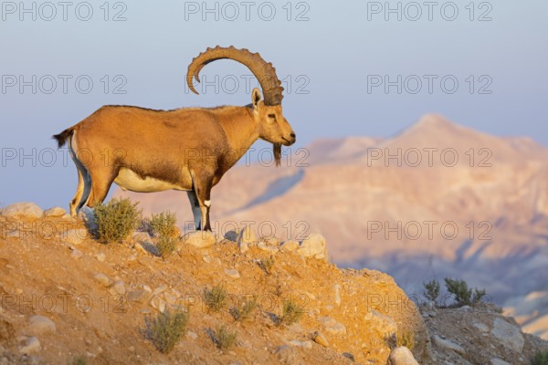Nubian ibex, Nubian ibex, (Capra nubiana), animals, mammals, ibex, Ben Gurion's Tomb, Midreshet Ben-Gurion, HaDarom, Israel