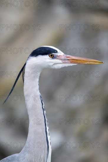Grey heron (Ardea cinerea), portrait, Vienna, Austria