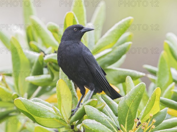 Cuban Blackbird (Ptiloxena atroviolacea), Cuba