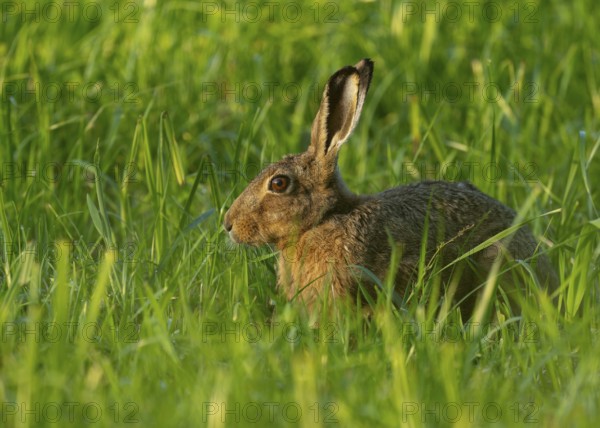 European hare (Lepus europaeus) sitting in a green meadow, wildlife, Lower Saxony, Germany