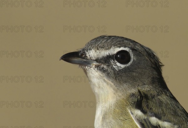 Blue-headed Vireo (Vireo solitarius), Saskatchewan, Canada