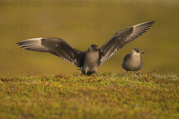 Parasitic Jaeger (Stercorarius parasiticus), Varanger, Norway