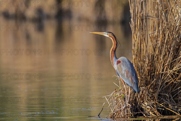 Purple Heron (Ardea purpurea), Baden-Wuerttemberg, Germany