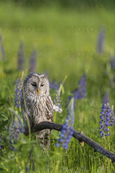 One Ural owl (Strix uralensis) sitting on a branch lying in a field of flowering lupines in late evening light