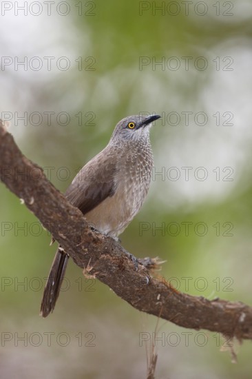 Brown Babbler (Turdoides plebejus), Lake Baringo, Kenya