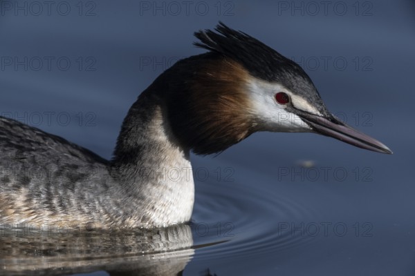 Great Crested Grebe (Podiceps cristatus), Emsland, Lower Saxony, Germany