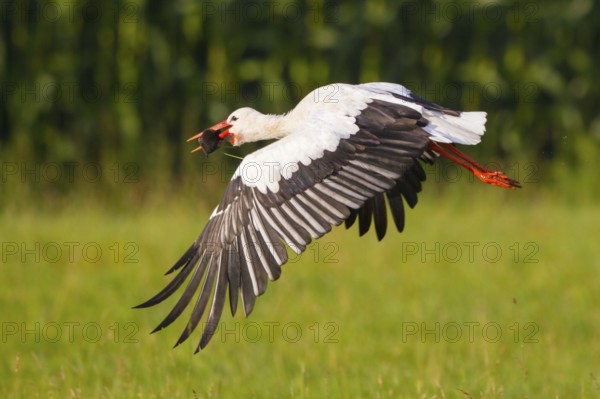White Stork (Ciconia ciconia) female flying with caught mole in its beak, North Rhine-Westphalia, Germany