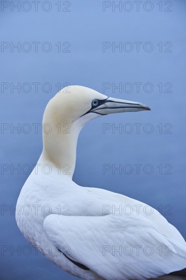 Northern gannet (Morus bassanus) portrait, wildlife, Heligoland, Germany