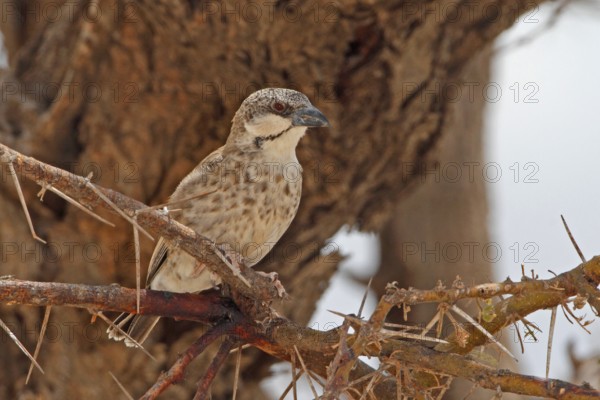 Donaldson-Smith Sparrow Weaver, Plocepasser donaldsoni