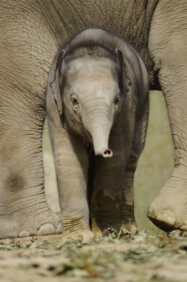 A young elephant baby stands curiously between the legs of an adult elephant, Asian elephant (Elephas maximus), captive, Occurrence Asia
