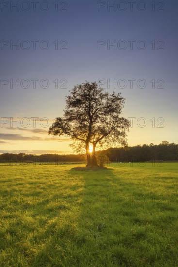 View of a tree standing alone in a meadow in the sunset, autumn, tree, willow, meadow, backlight, nature shot, landscape photography, nature, sky, cloud, Neustadt am Rübenberge, Lower Saxony, Germany