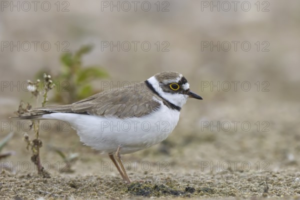 Little Ringed Plover (Charadrius dubius) female foraging, North Rhine-Westphalia, Germany