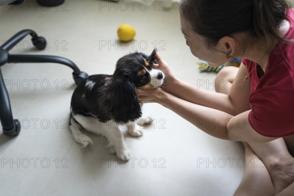 A young woman is training her Cavalier King Charles Spaniel indoors. The cheerful scene captures the bond between pet and owner, highlighting companionship and training techniques
