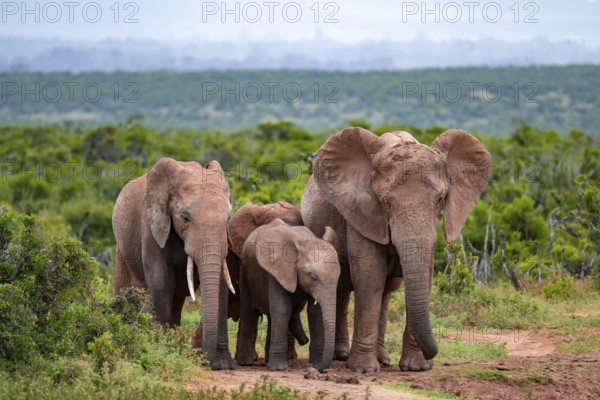Herd of elephants with young, African elephant (Loxodonta africana), Addo Elephant National Park, Eastern Cape, South Africa