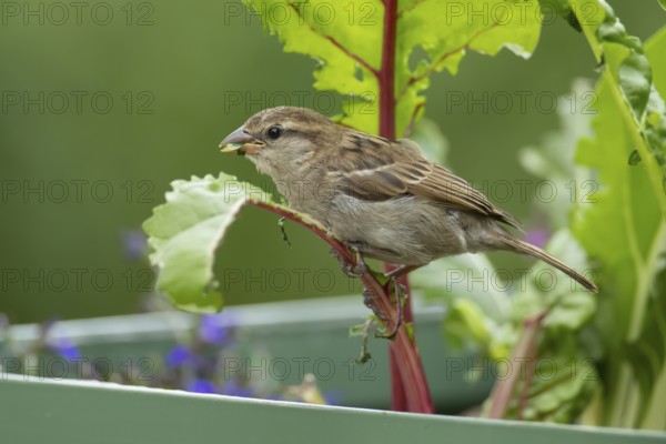 House sparrow (Passer domesticus) adult garden bird eating Swiss chard plant leaves in a vegetable raised bed in summer, England, United Kingdom
