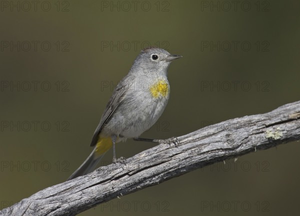 Virginia's Warbler (Leiothlypis virginiae), New Mexico, USA