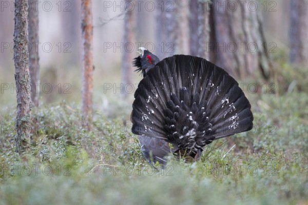 Western Capercaillie (Tetrao urogallus) male, Nizhegorodskaya, Russia