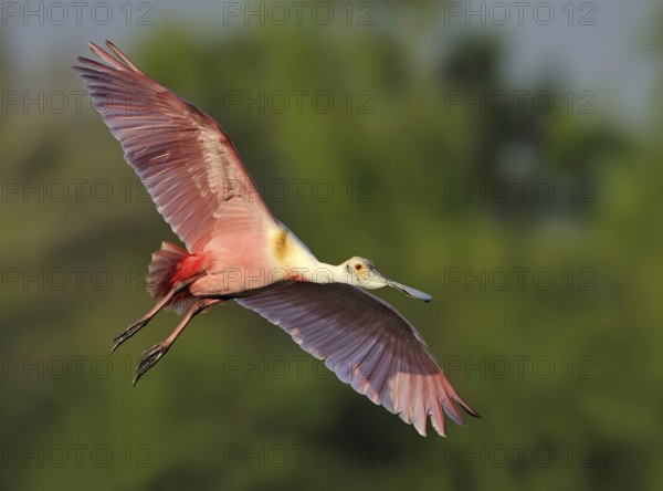 Roseate Spoonbill (Platalea ajaja), Texas, USA