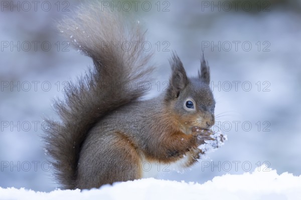 Red squirrel (Sciurus vulgaris) adult animal feeding on a nut in a snow covered woodland in winter, England, United Kingdom