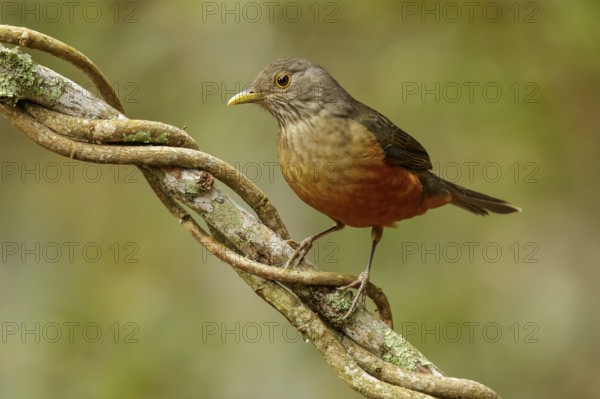 Rufous-bellied Thrush (Turdus rufiventris) perched on a branch in the Atlantic Rainforest Region of Brazil