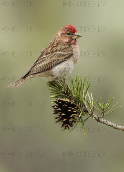 Cassin's Finch (Haemorhous cassinii) male, Oregon, USA