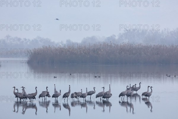 Kranich, Common Crane, Crane, Grus grus, Grue cendrée, Grulla Común, Mond, Moon