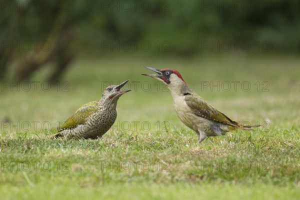Green woodpecker (Picus viridis) adult bird and juvenile young bird two birds calling on a garden grass lawn, Norfolk, England, United Kingdom