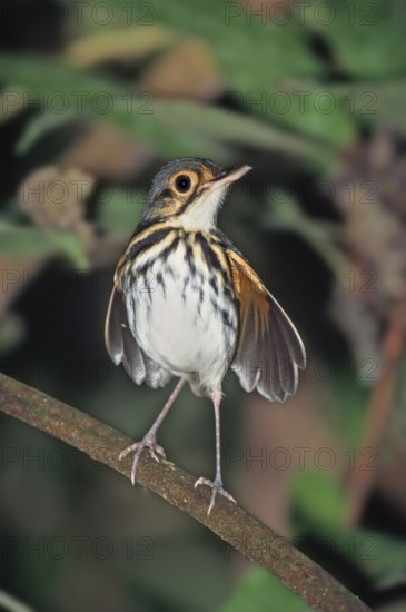 Streak-chested Antpitta Hylopezus perspicillatus Carara Biological Reserve, COSTA RICA March Adult Formicariidae Also know as Spectacled Antpitta